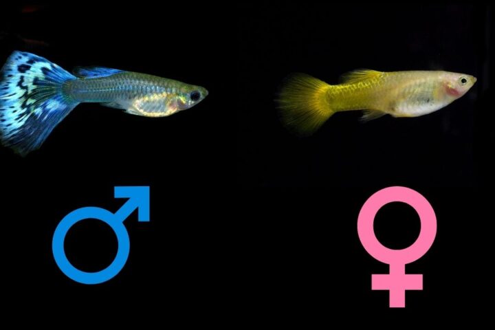 guppy vis, mannelijke en vrouwelijke symbolen