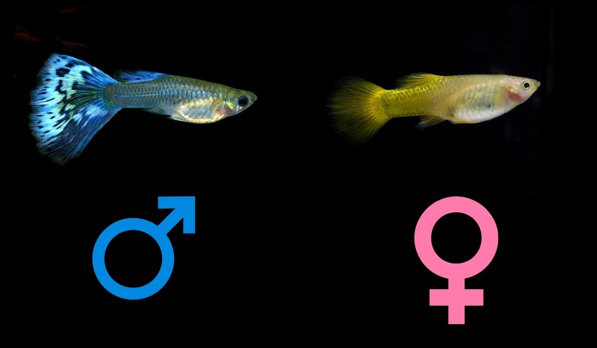 guppy vis, mannelijke en vrouwelijke symbolen